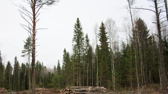 лесная делянка