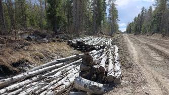 Лесная дорога в Прионежском районе