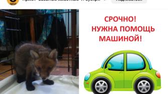 спасение лисенка