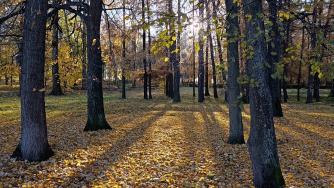парк осенью