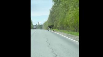 лось на дороге