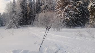 лыжи на фоне леса