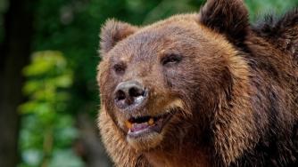 Медведь в лесу