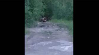 медведица