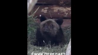 медвежонок