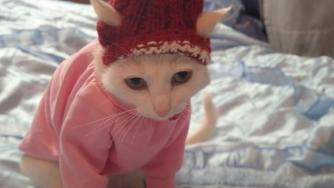 Кошка мерзнет в квартире