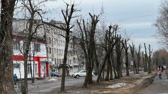 обрезанные деревья