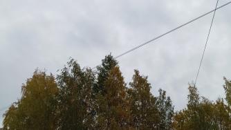 деревья осенью