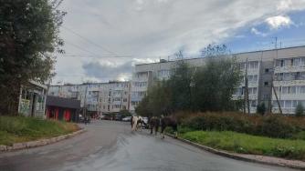 лошади в Сулажгоре