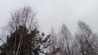верхушки деревьев