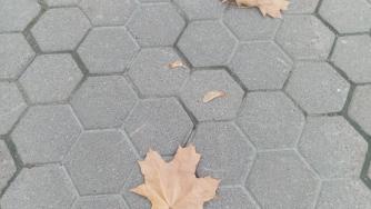 листья падают