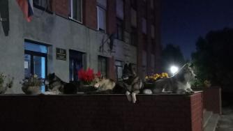 бездомные собаки у администрации