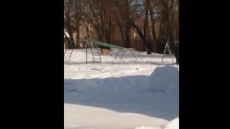дикий зверь