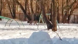 Рысь на школьной спортплощадке в Питкяранте