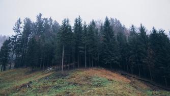 лес