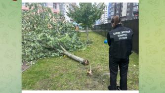 дерево детсад