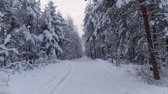 снежные сосны