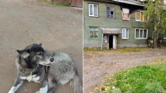 одинокая собака
