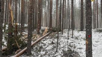 поврежденные деревья