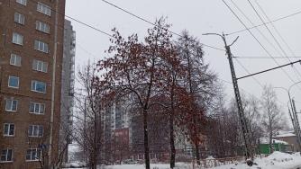 дерево на Зайцева