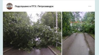 упавшее дерево