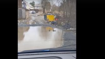 утки в луже