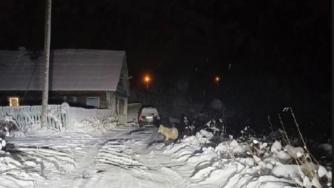 волк у дома
