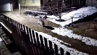 волк