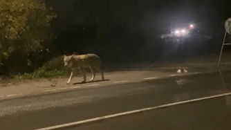 волк в темноте идет у дороги