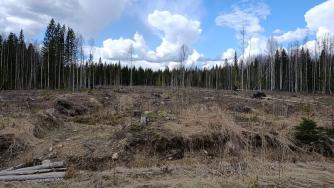 Вырубки в Прионежском районе