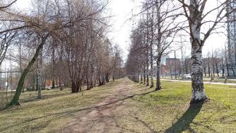 березы на Варкауса