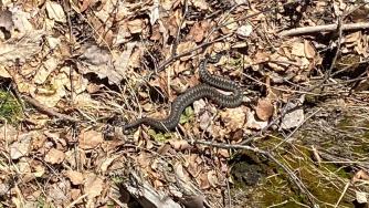 Змеи просыпаются в карельских лесах