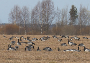 Гуси на олонецких полях