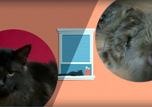 Котики в кружочках