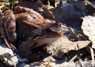 Лягушка на реке