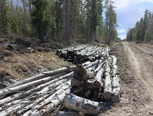 Лесная дорога в Прионежском районе