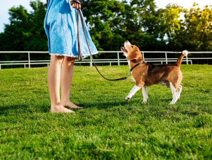 Площадки для собак
