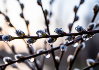 Веточка вербы в каплях воды.