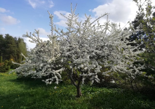 Ботанический сад ПетрГУ
