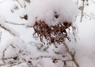 шиповник на морозе