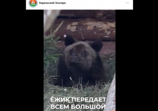 медвежонок