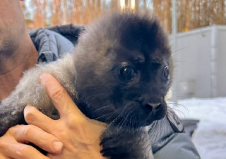 Спасенная нерпа