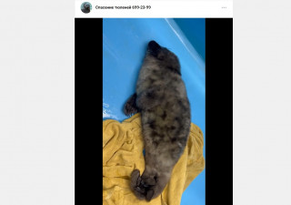 детеныш нерпы