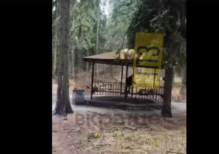 парк_извращенец