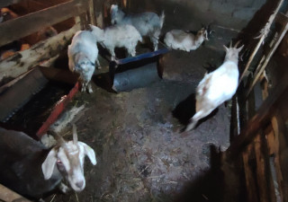 Страшная ферма Заозерье