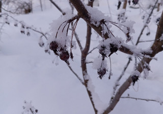 ягоды в снегу