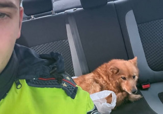 Спасение собаки