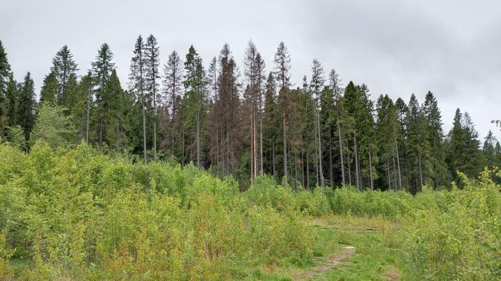 Лес в пасмурный день