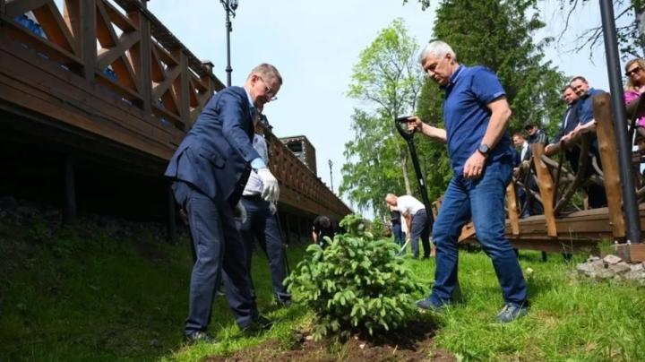 глава Карелии высаживает ель