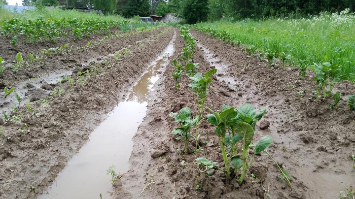 Огород подтопило, посадки залиты водой